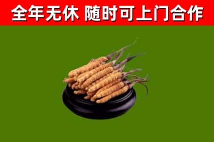 呼伦贝尔烟酒回收冬虫夏草.jpg