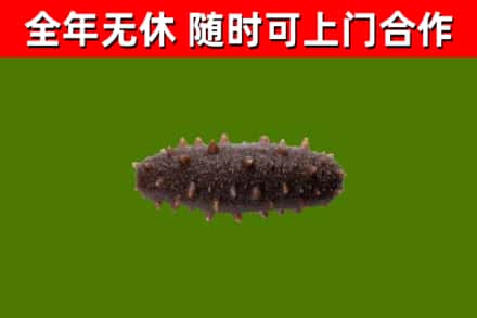 呼伦贝尔烟酒回收干海参.jpg